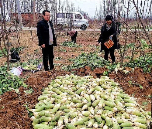 河南魯山 駐村工作隊(duì)員變身“銷售員”，群眾農(nóng)副產(chǎn)品銷路不愁