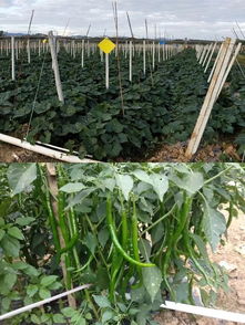 決勝2019 牙叉鎮(zhèn)農(nóng)副產(chǎn)品展銷會(huì)人氣高漲，銷售額突破6.1萬(wàn)元