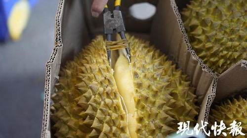 東南亞直采榴蓮首柜到港南京眾彩，開啟高端農(nóng)副產(chǎn)品銷售新篇章