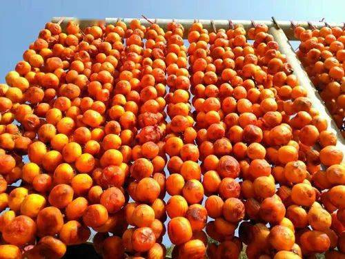 平陸深秋畫卷 萬(wàn)畝紅葉映花海，特色農(nóng)產(chǎn)助振興